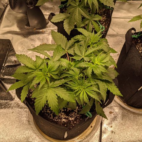 Dinafem Cookies Autoflowering growlog photo: Looking good. No apparent deficiencies