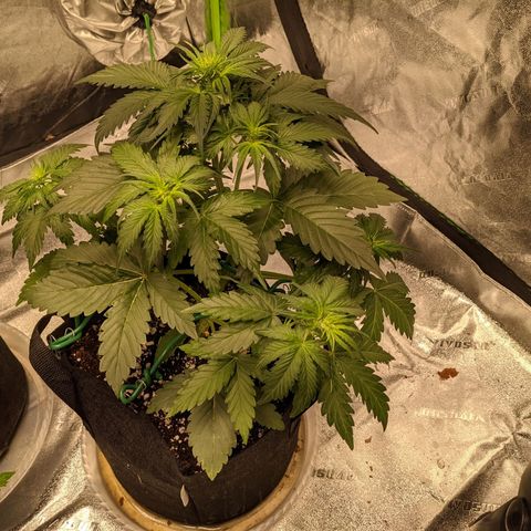Dinafem Cookies Autoflowering growlog photo: Looking good. No apparent deficiencies