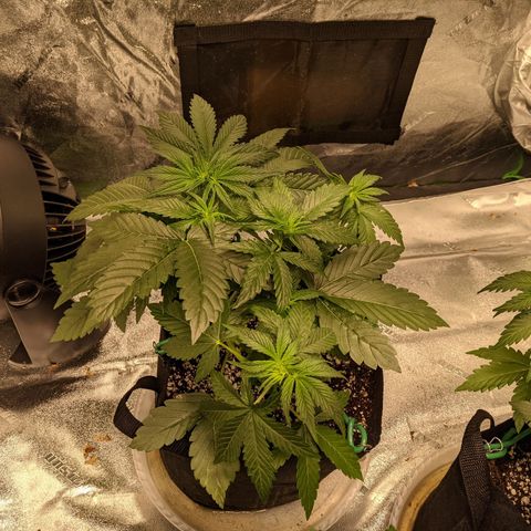 Dinafem Cookies Autoflowering growlog photo: Looking good. No apparent deficiencies