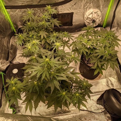 Dinafem Cookies Autoflowering growlog timeline photo