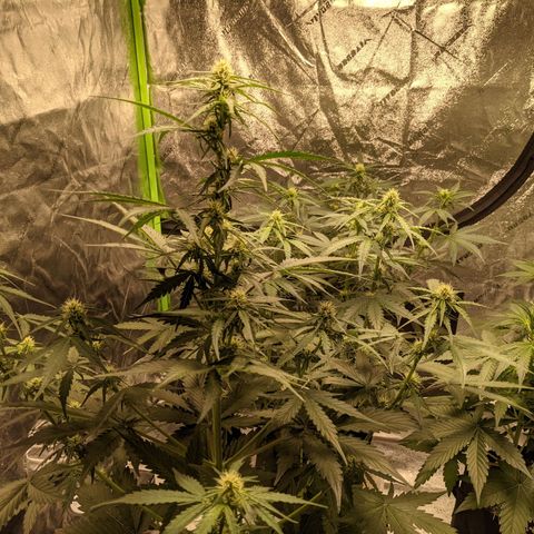 Dinafem Cookies Autoflowering growlog timeline photo