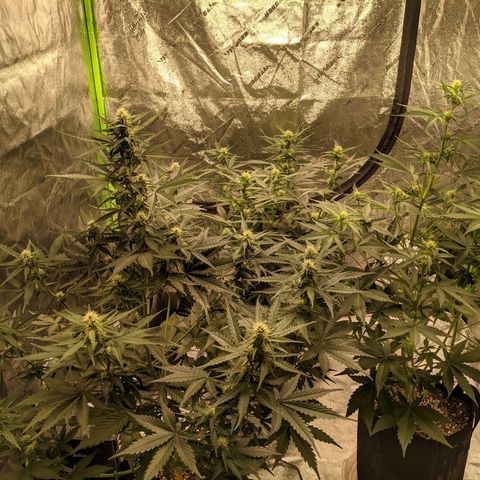 Dinafem Cookies Autoflowering growlog timeline photo