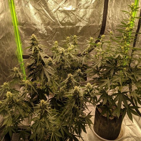Dinafem Cookies Autoflowering growlog timeline photo