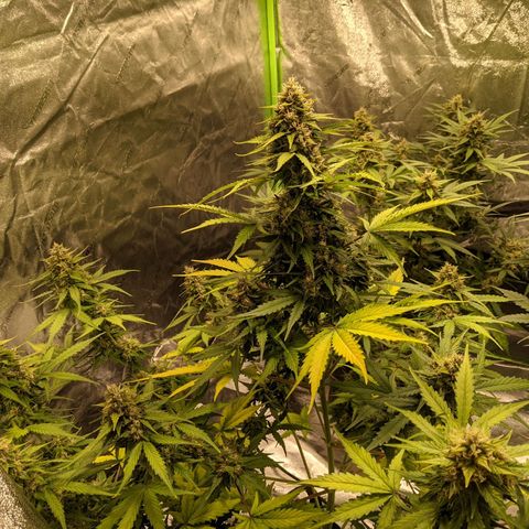 Dinafem Cookies Autoflowering growlog timeline photo
