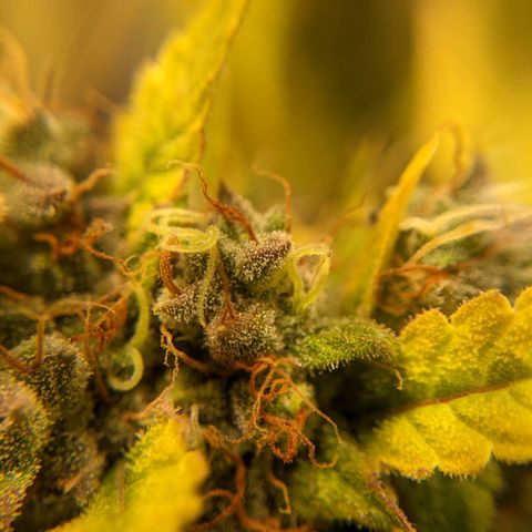 Dinafem Cookies Autoflowering growlog timeline photo