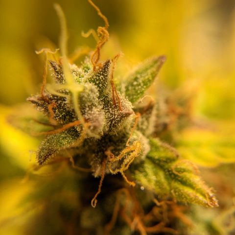 Dinafem Cookies Autoflowering growlog timeline photo