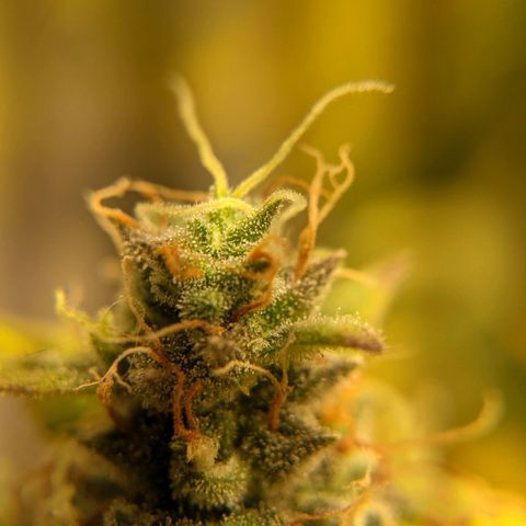 Dinafem Cookies Autoflowering growlog timeline photo