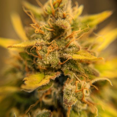 Dinafem Cookies Autoflowering growlog timeline photo