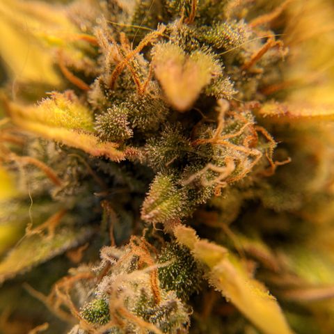 Dinafem Cookies Autoflowering growlog timeline photo