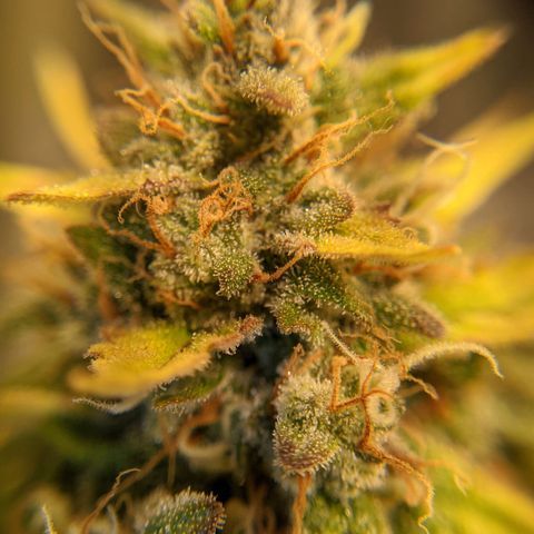 Dinafem Cookies Autoflowering growlog timeline photo