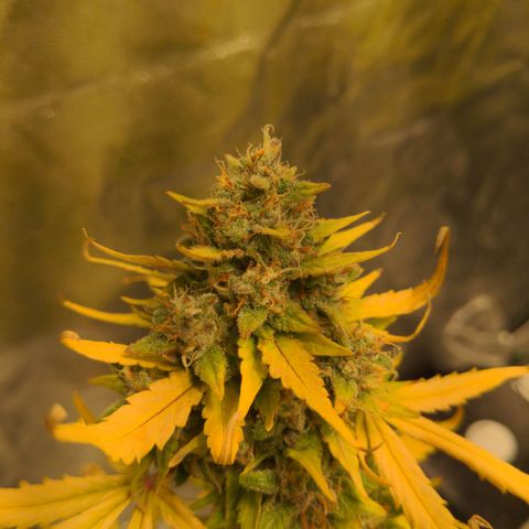 Dinafem Cookies Autoflowering growlog timeline photo