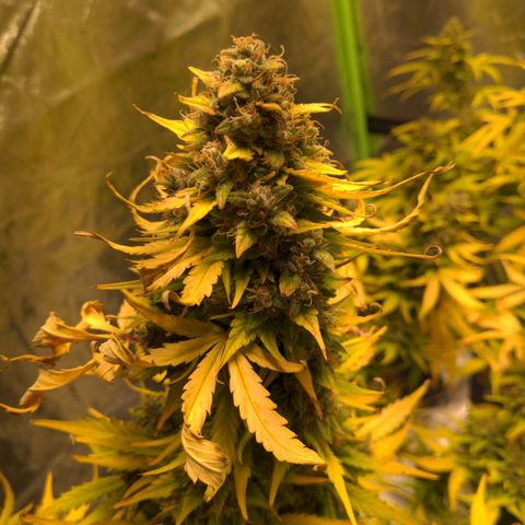 Dinafem Cookies Autoflowering growlog timeline photo