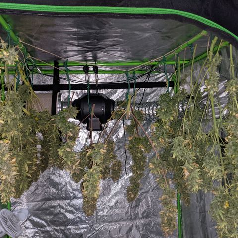 Dinafem Cookies Autoflowering growlog timeline photo