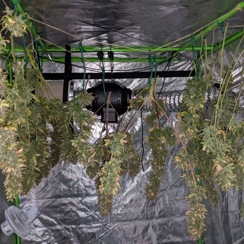Dinafem Cookies Autoflowering growlog timeline photo