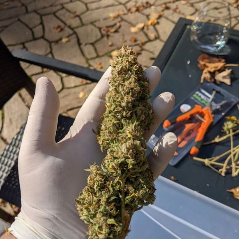 Dinafem Cookies Autoflowering growlog timeline photo