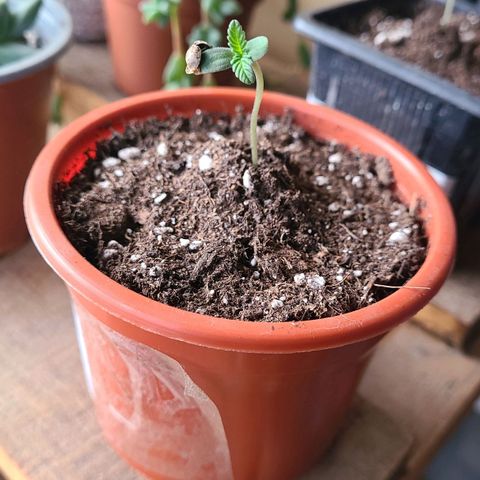 Double Cookies growlog photo: Salió a tomar solcito la regué un poco en la mañana