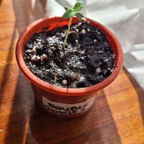 Double Cookies growlog photo: Riego temprano 10 hrs