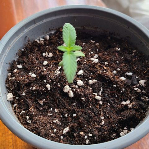 Double Cookies growlog photo: Riego matutino 10 hrs