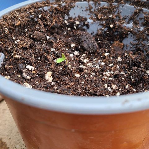 Double Cookies growlog photo: Primeras hojitas en salir, las dejo tomando sol en las mañanas, las cambio a la sombra más tarde cuando hace mucho calor y a la tarde noche las entro para q no le den tanto frío 