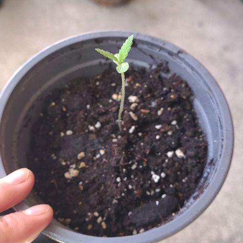 Double Cookies growlog timeline photo