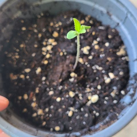 Double Cookies growlog timeline photo