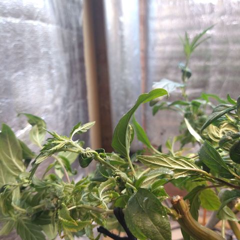 Blue widow growlog timeline photo