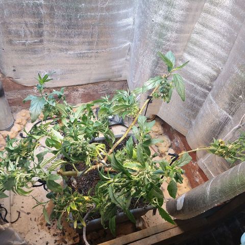 Blue widow growlog timeline photo