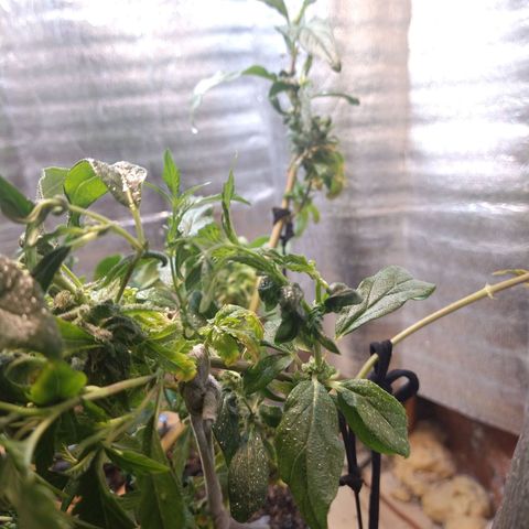 Blue widow growlog timeline photo
