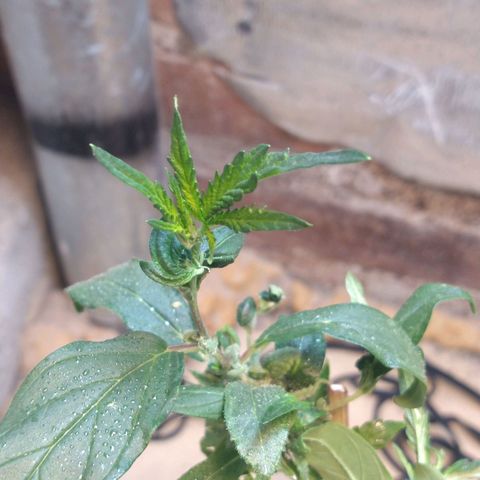 Blue widow growlog timeline photo