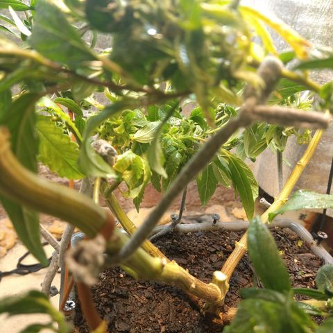 Blue widow growlog timeline photo