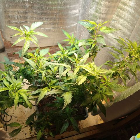 Blue widow growlog timeline photo