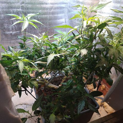 Blue widow growlog timeline photo