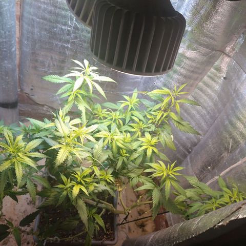 Blue widow growlog timeline photo