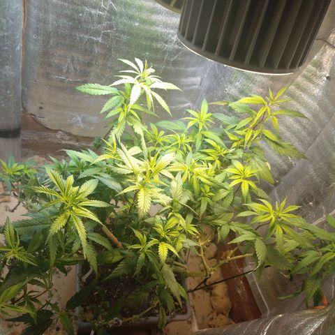 Blue widow growlog timeline photo