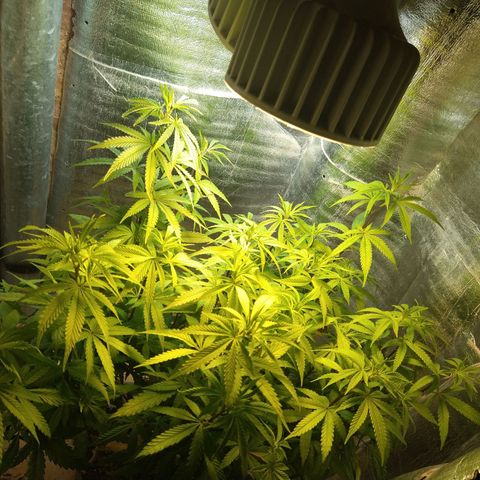 Blue widow growlog timeline photo