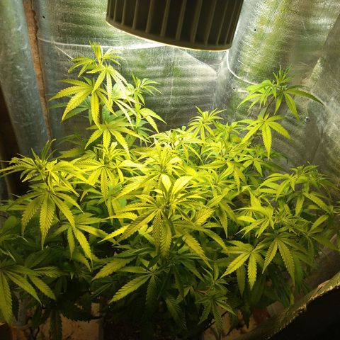 Blue widow growlog timeline photo