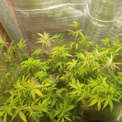 Blue widow growlog timeline photo