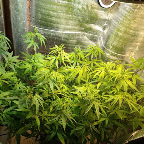 Blue widow growlog timeline photo