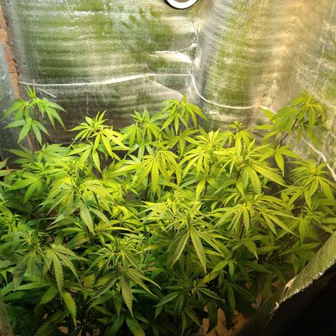 Blue widow growlog timeline photo