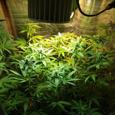 Blue widow growlog timeline photo