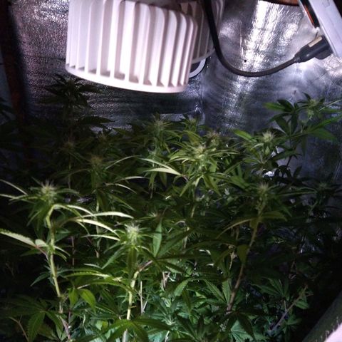 Blue widow growlog timeline photo
