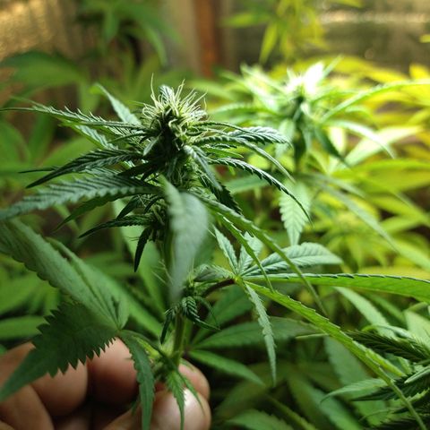 Blue widow growlog timeline photo