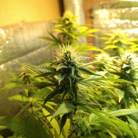 Blue widow growlog timeline photo