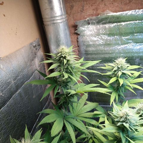 Blue widow growlog timeline photo