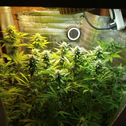 Blue widow growlog timeline photo