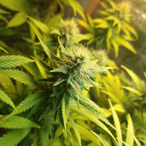 Blue widow growlog timeline photo