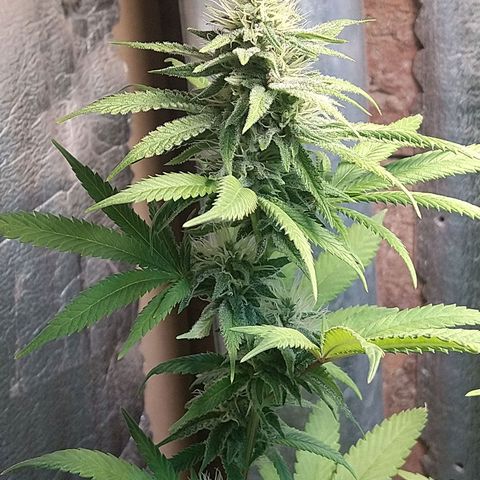 Blue widow growlog timeline photo
