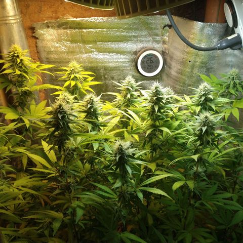 Blue widow growlog timeline photo