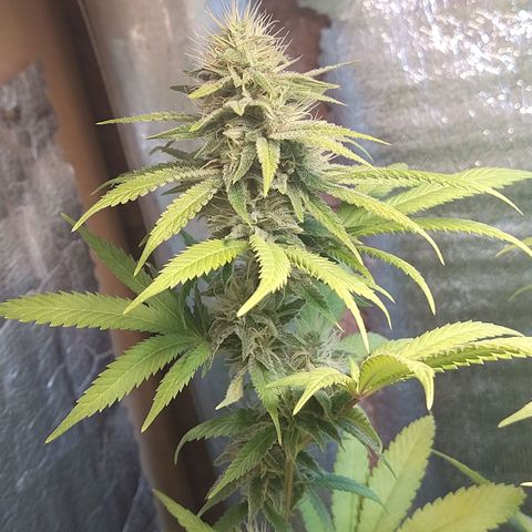Blue widow growlog timeline photo