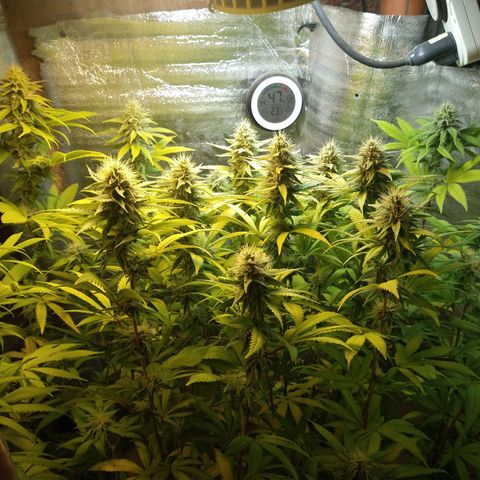 Blue widow growlog timeline photo